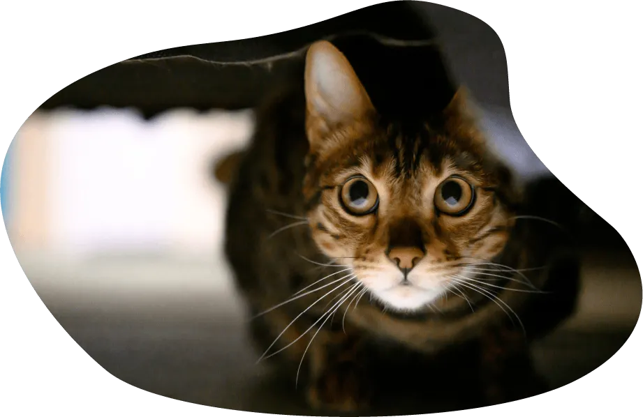 猫の写真1