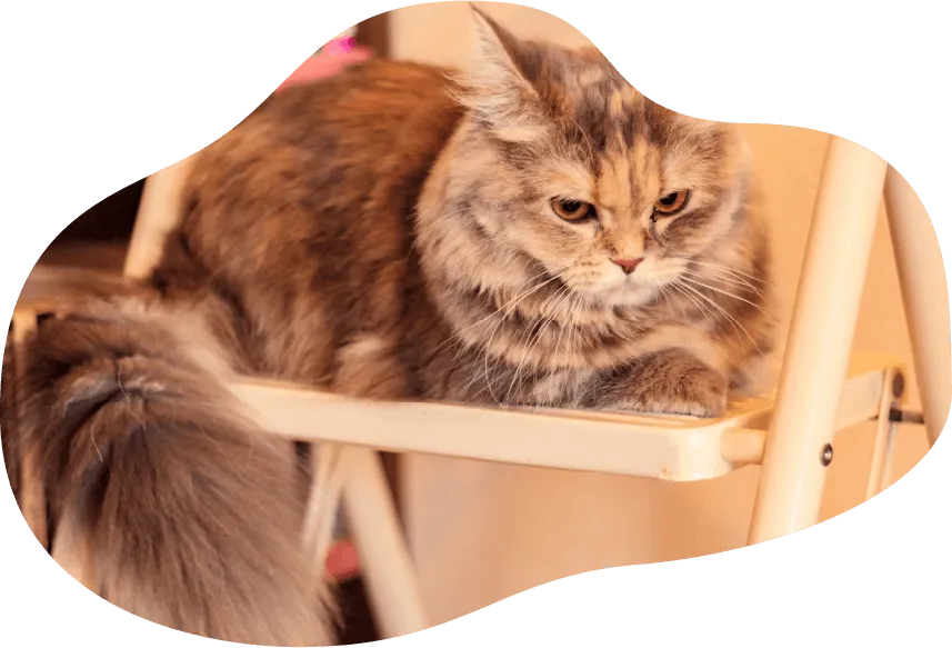 猫の写真4
