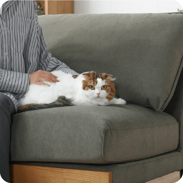 猫ちゃん家具
